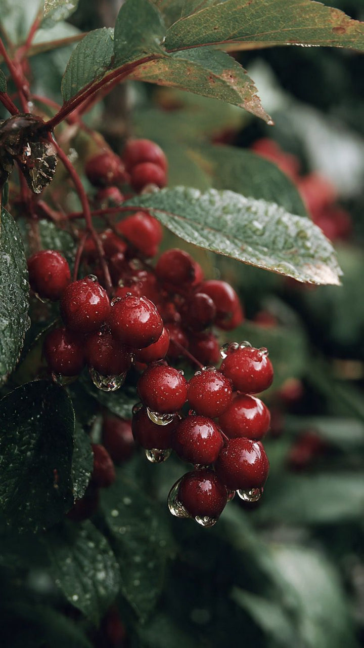6 Health Benefits of Eating Açaí Berries