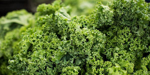 What to Know: 8 Health Benefits of Kale
